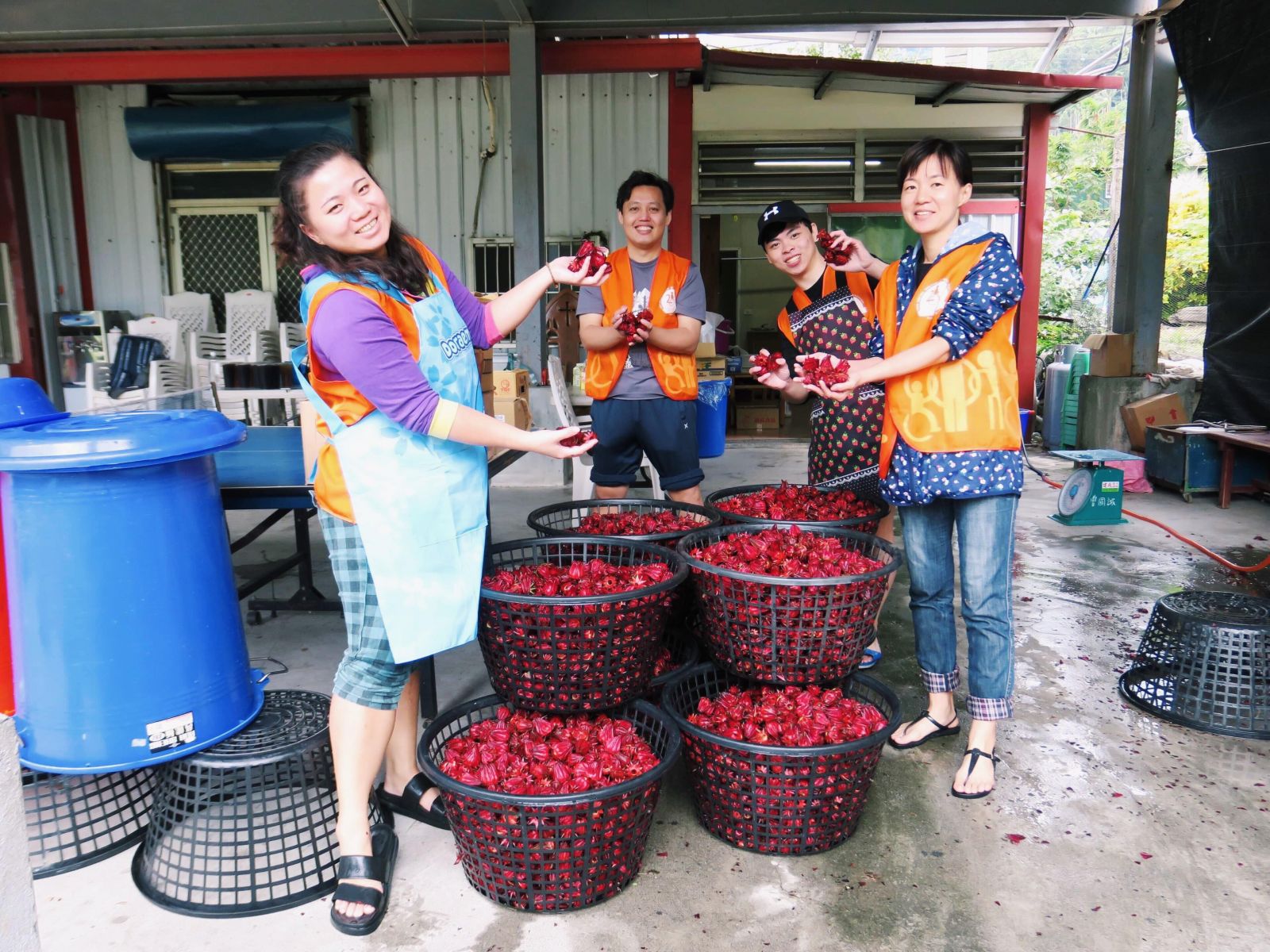 伊起愛嘉  小農體驗工作營