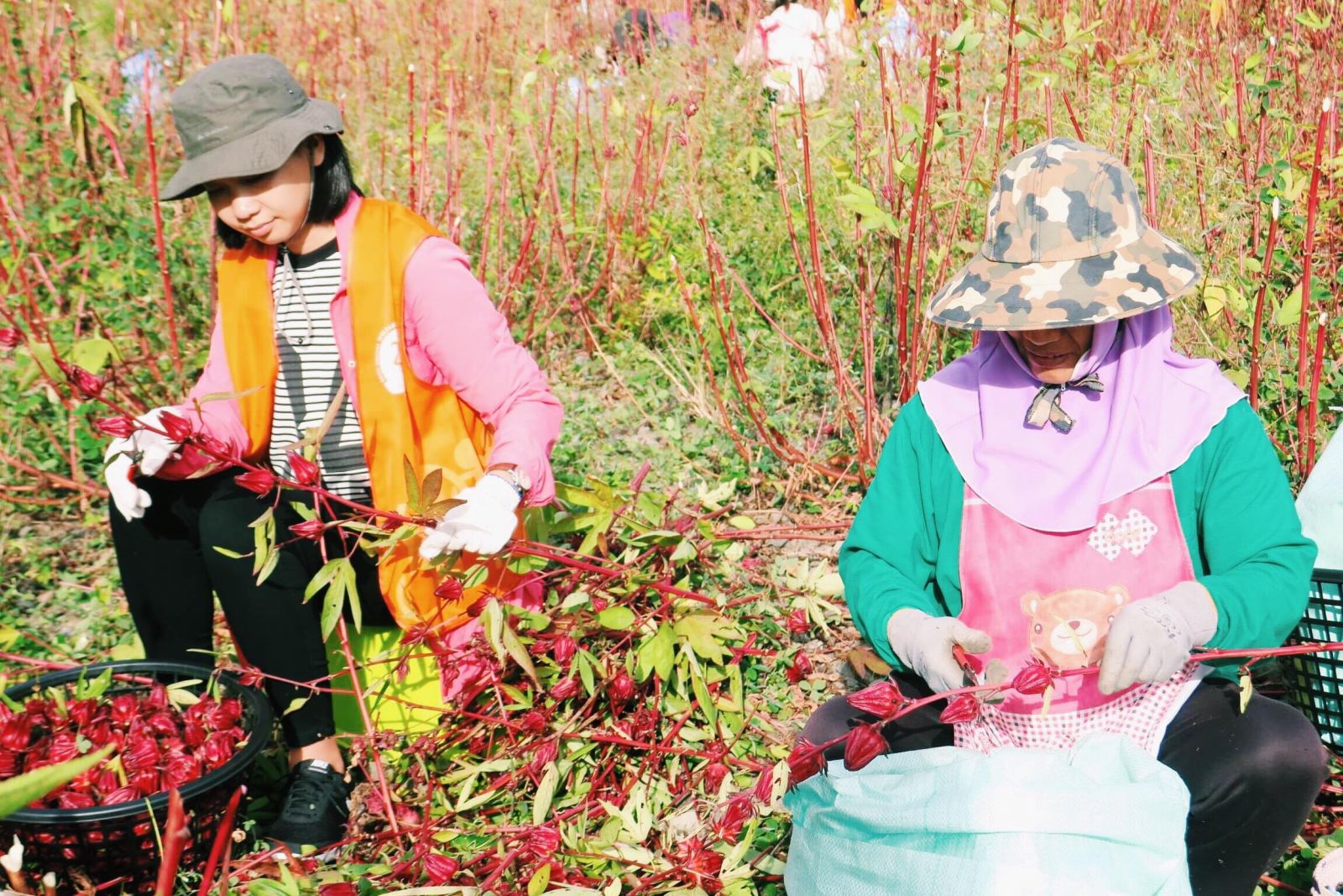 伊起愛嘉  小農體驗工作營