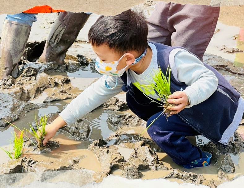 五穀非營利幼兒園「見稻公館」教學主題，孩子們學習種稻