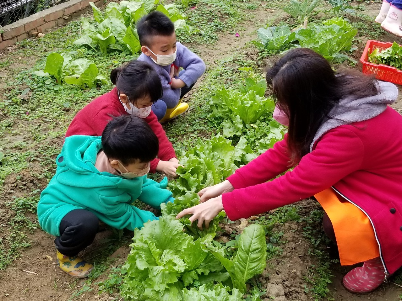 五穀非營利幼兒園小小菜園，孩子們學習拔菜